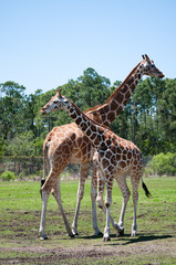 Two giraffes