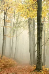 Foto op Plexiglas Pad in mistig herfstbeukenbos in een natuurreservaat © Aniszewski