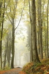 Obraz premium Misty autumn beech forest on the slope in a nature reserve