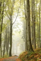 Foto op Plexiglas Mistige herfst beukenbos op de helling in een natuurgebied © Aniszewski