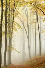 Fototapeten Misty autumn beech forest in a nature reserve © Aniszewski