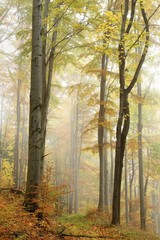 Path in misty autumn beech forest in a nature reserve