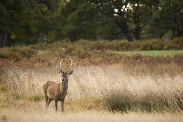 Majestic red deer during rut season October Autumn Fall