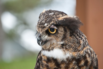 Great Horned Owl in Profile