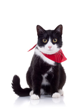 black and white cat with red scarf