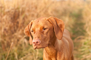 Hungarian Vizsla Dog Close-up