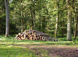 Dappled Sunshine in an English Forest