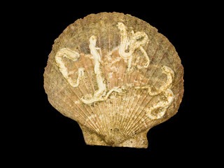 The ocean letters on shell leaf