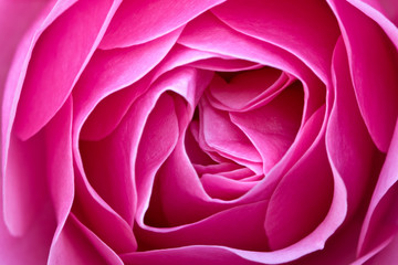 Obraz na płótnie Canvas Rose kwiat