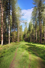 Dappled Sunshine in an English Forest