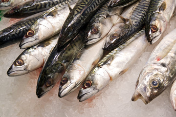 fresh fish on the market