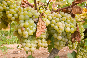 bunch of golden grapes on grapevine right before harvest