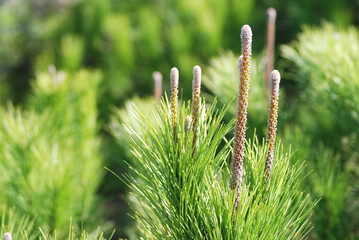 CONOS O PIÑAS DEL PINO PIÑONERO. PINUS PINEA