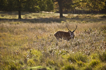 Majestic red deer during rut season October Autumn Fall