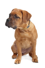 mixed breed Dogue de Bordeaux puppy isolated on white
