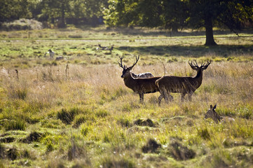 Majestic red deer during rut season October Autumn Fall