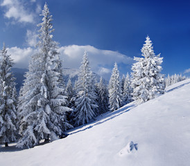 Fototapeta premium Winter landscape in mountains