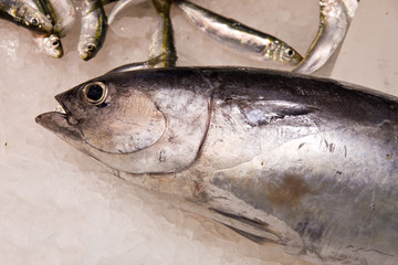 fresh fish on the market