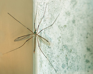 Crane fly aka Daddy Longlegs