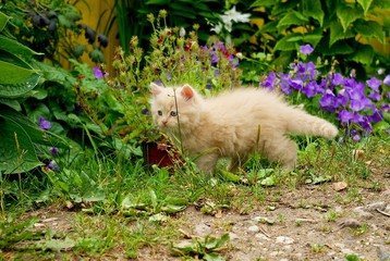 Naklejka na ściany i meble Kitten in the Garden