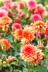 Closeup of colorful dahlias