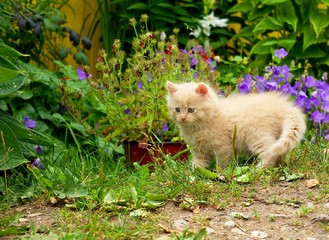 Naklejka na ściany i meble Funny Kitten w ogrodzie
