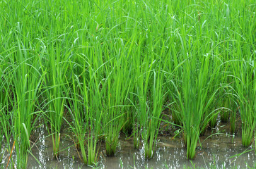 Obraz premium detail of a fresh green rice field in cambodia