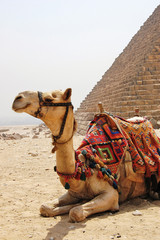 Camel with saddle sitting next to a pyramid at Giza.