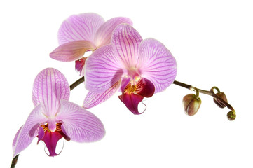 Orchideen 1.1