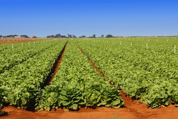 Fototapeta na wymiar Field of lettuce neatly cultivated in rows