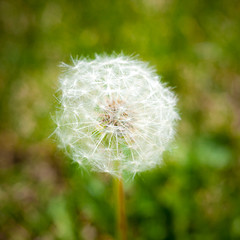 Fototapeta premium dandelion on green