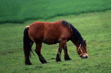 Obraz premium repas du cheval de trait ardennais