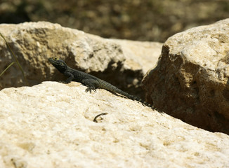 an image of a lizard on rocks in nature