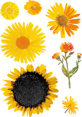 Fototapeta premium sunflower and other yellow flowers