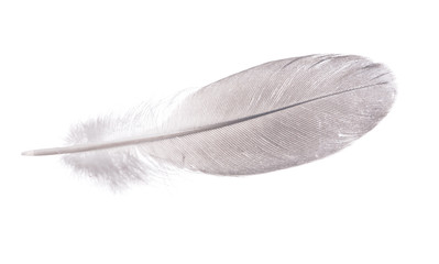 gray straight feather on white