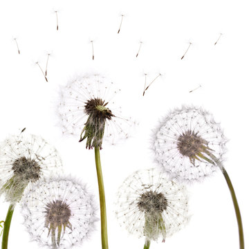 Fototapeta group of isolated dandelions