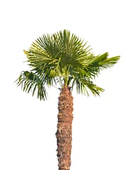 Papier Peint photo Lavable Palmier palm tree isolated on white background