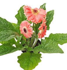 three pink gerberas with green  leafs