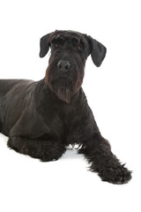 Riesenschnauzer