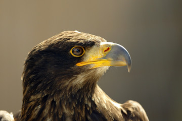 Adler 3