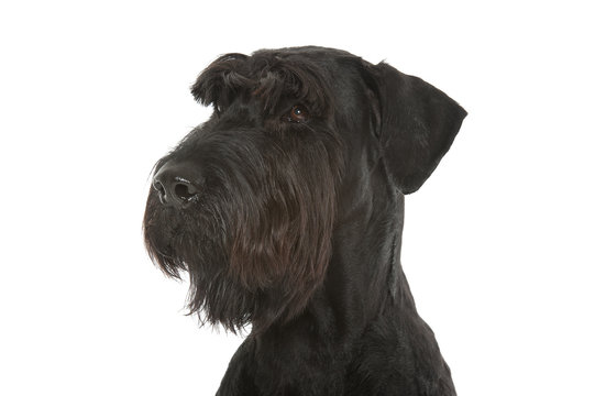Riesenschnauzer