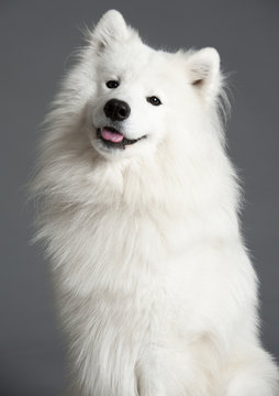 Samoyed dog
