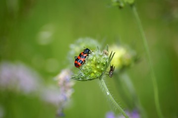 Scarabée et mouche