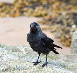 Jackdaw
