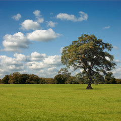 A Single Tree Standing Alone with Blue Sky and Grass