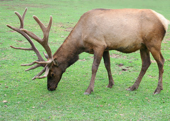 A Bull Elk Grazes on Green Grass