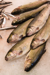 fresh fish on the market