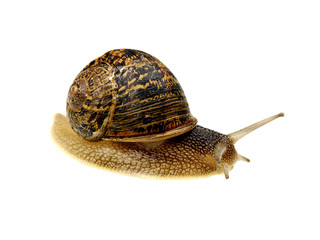 Garden Snail