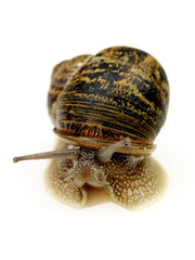 Garden Snail