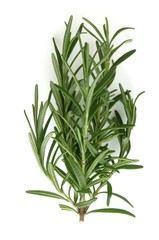 Rosemary